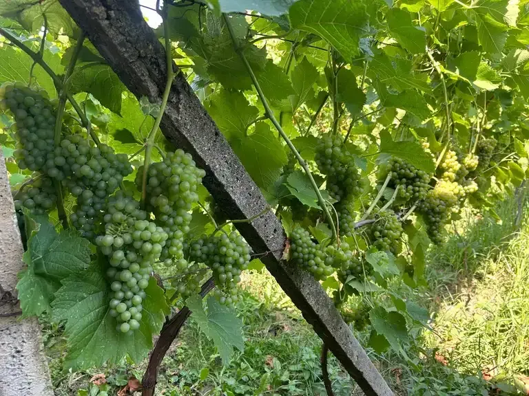 Szőlőfürtök a sorban