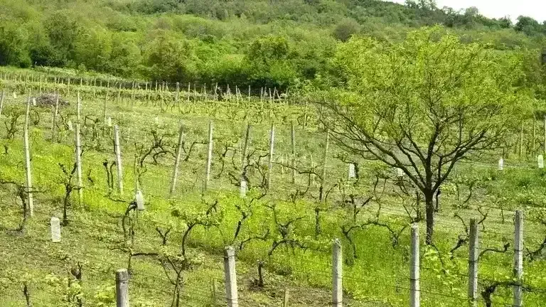 Szőlőültetvény