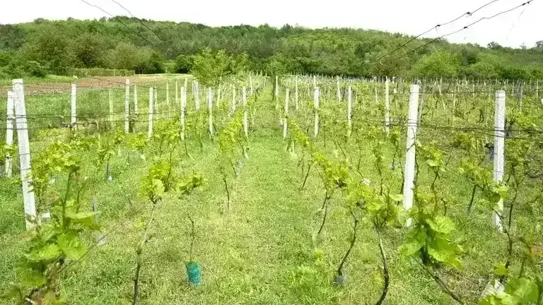 Szőlőbirtok
